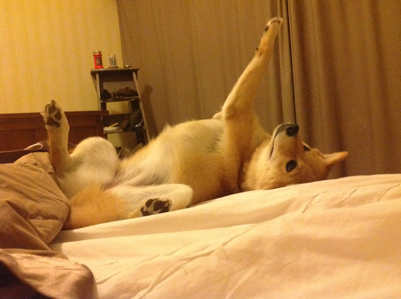 TI历史数据揭秘：历届冠军的英雄选择与禁用偏好，ti历届冠军及成员ti1-ti8