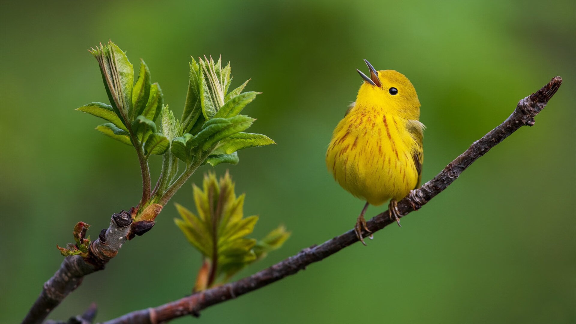 巴西马术协会引入智能马鞍系统,实现实时数据监测与分析,提升骑乘体验。