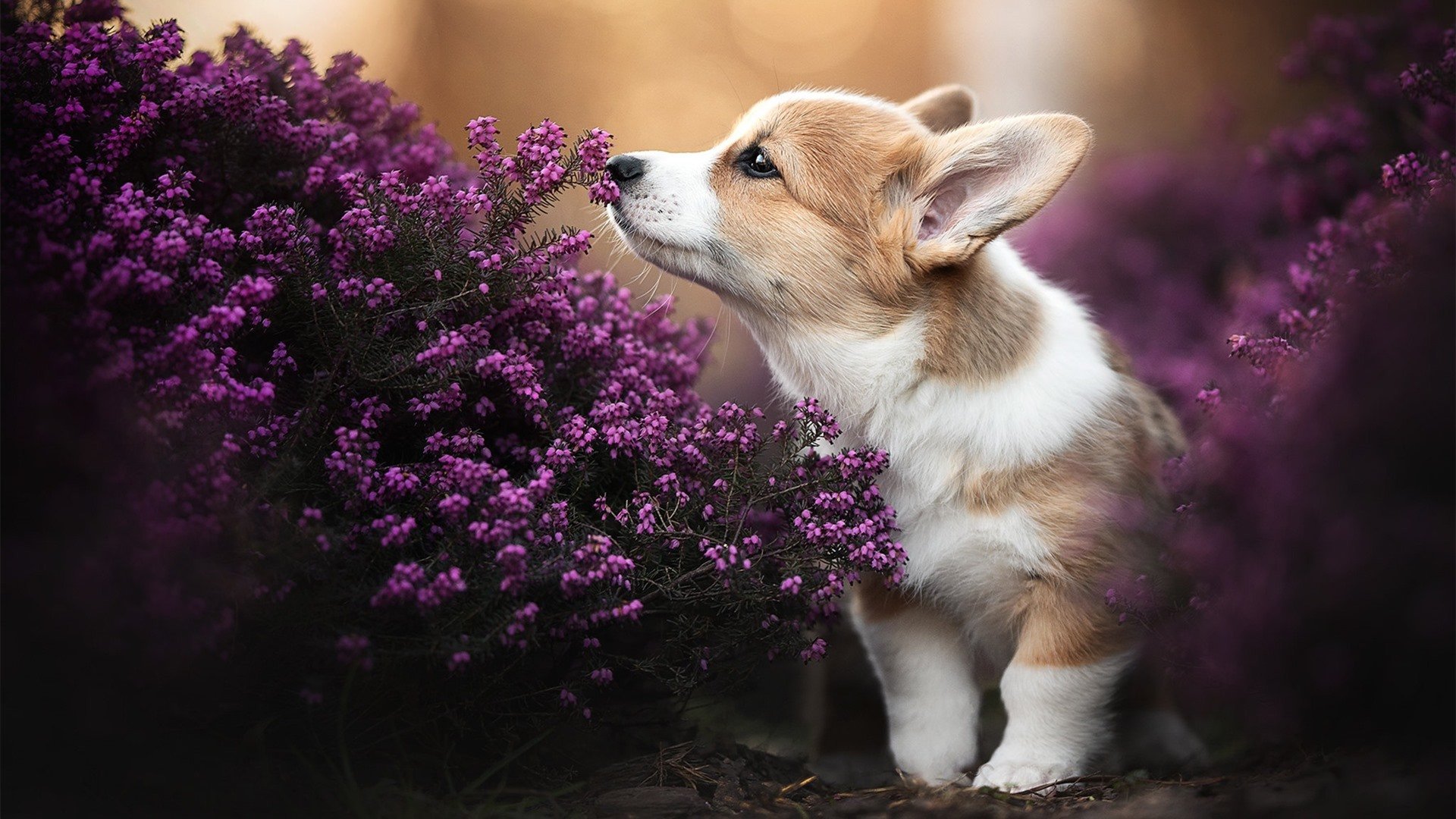 日本男足比赛中表现出顽强意志,日本男足比赛中表现出顽强意志的球员