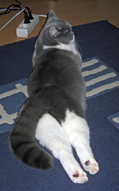 运动员职业康复体系建设,保障运动员健康成长,专业运动员康复需求