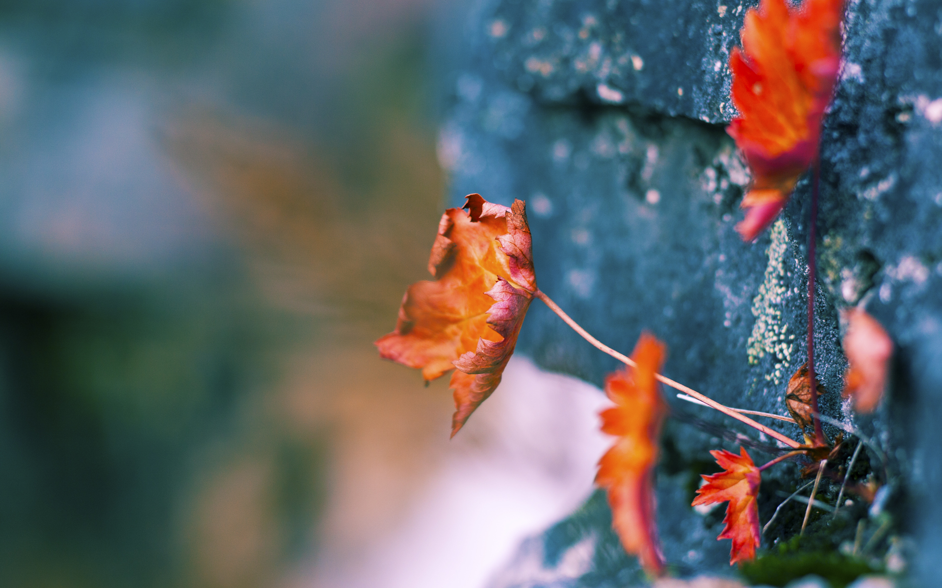 2024“中杉杯”第八届世界奥赛之夜中国区北京站健身健美大赛成功举办