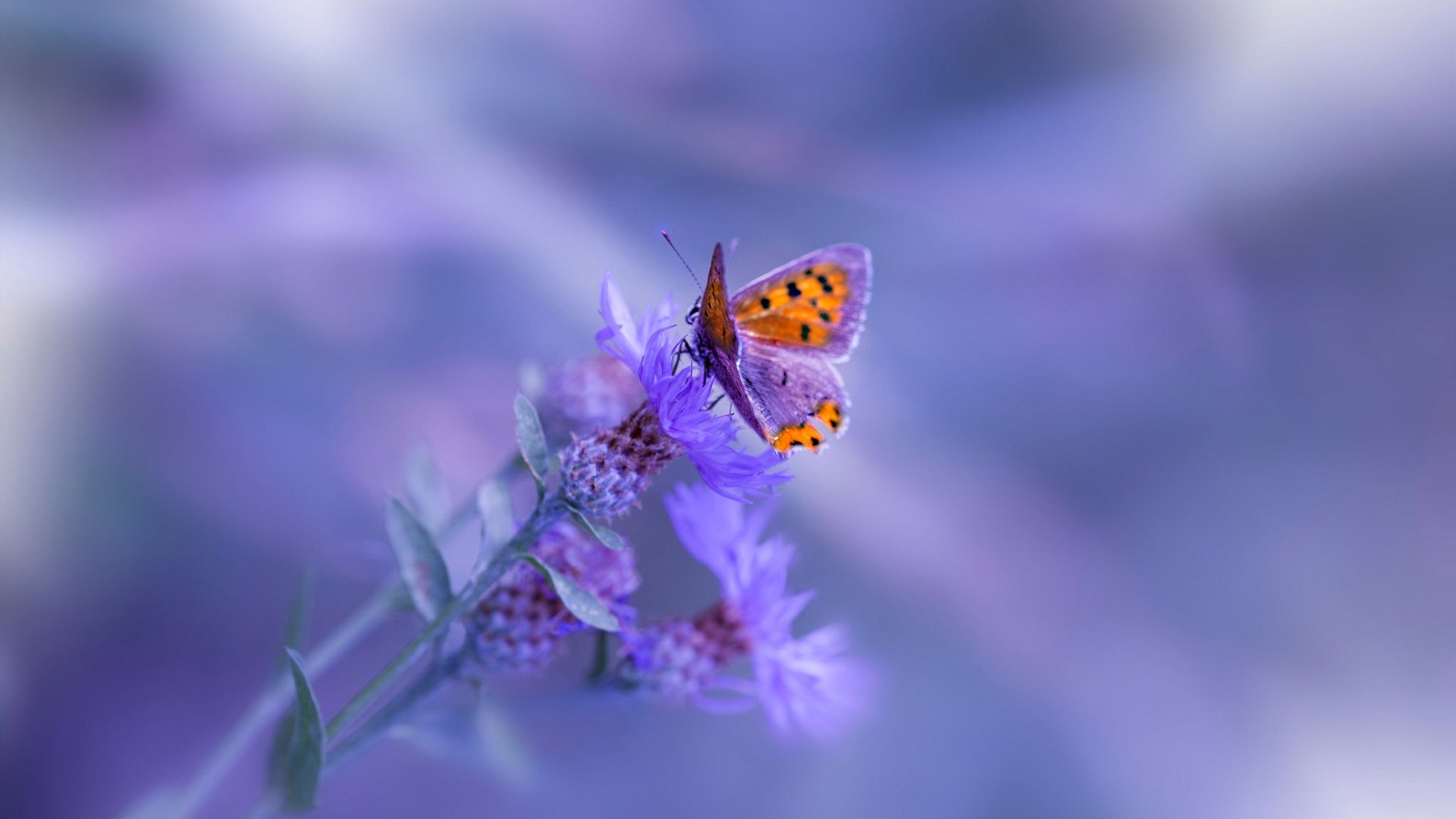 开云官方-C9版本适应速度领先赛区