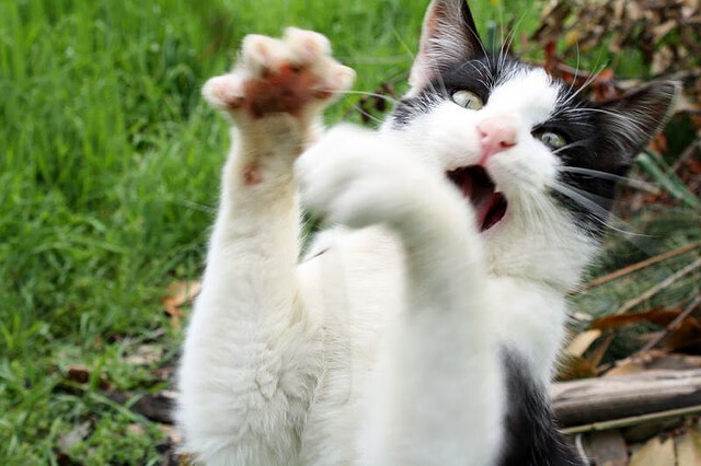 C9版本适应速度领先赛区