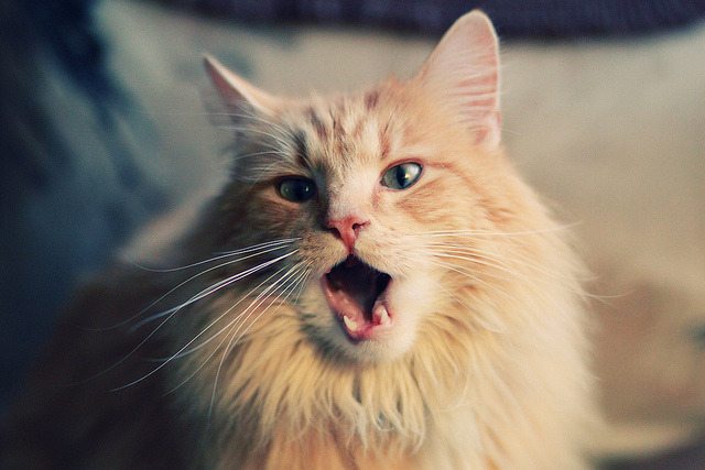 PSG.LGD积分排名领先赛区,psglgd比赛