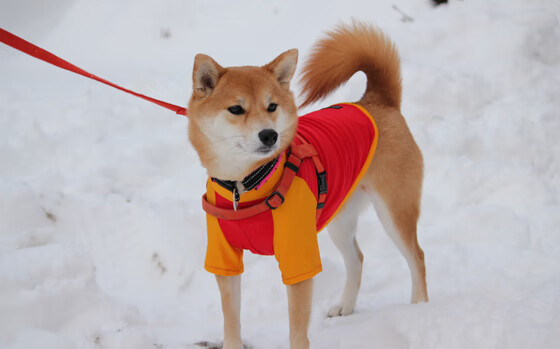 女足世界杯最佳门将候选,女足世界杯最佳门将候选球员