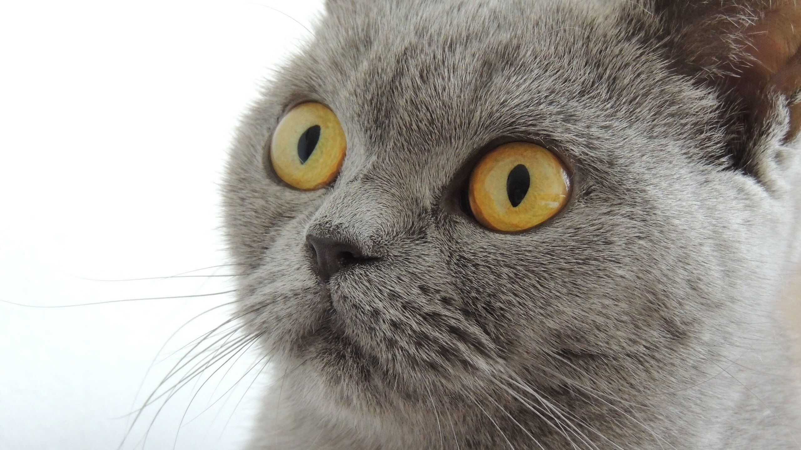 巴特勒带队热火主场赢球,2021热火巴特勒伤势