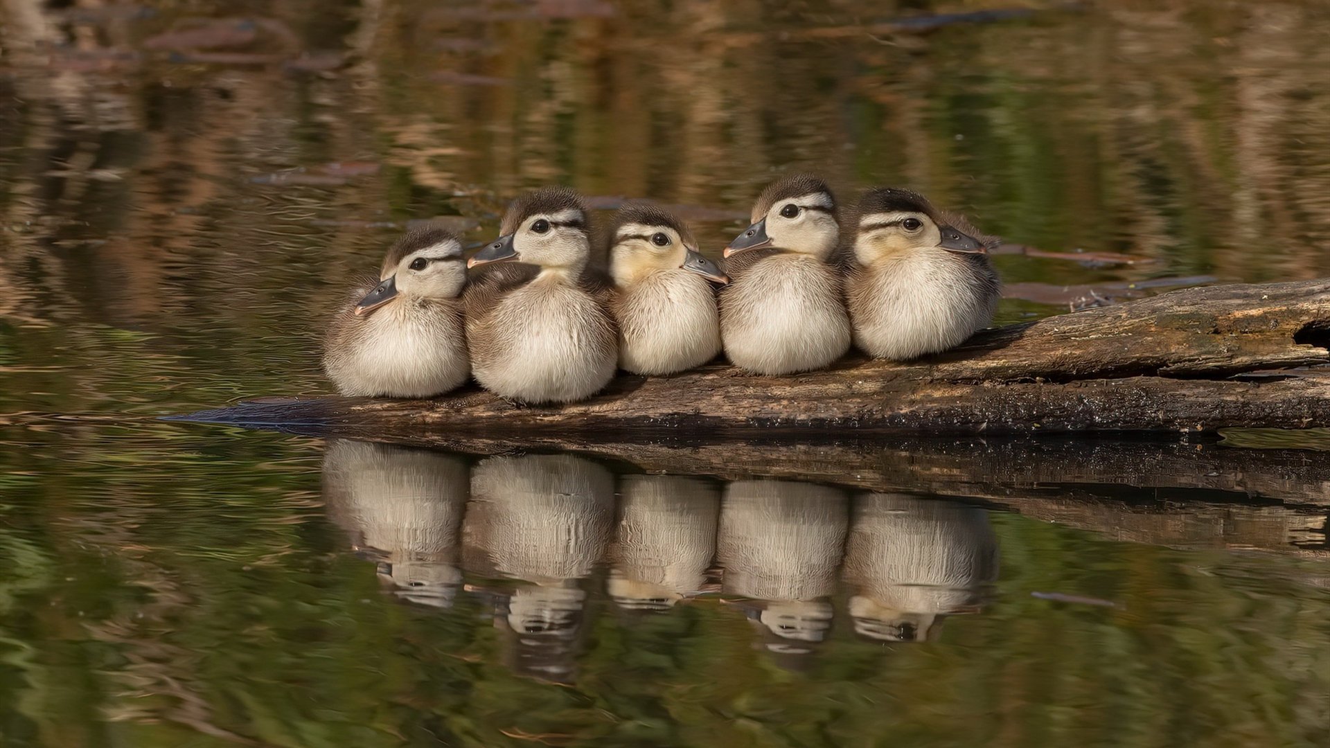 kaiyun体育app-王牌队季后赛冲击力十足，王牌队标志