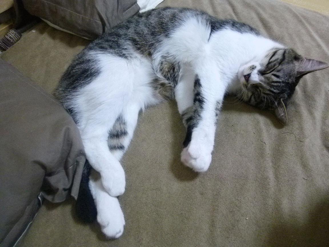 王牌队季后赛冲击力十足,王牌队标志