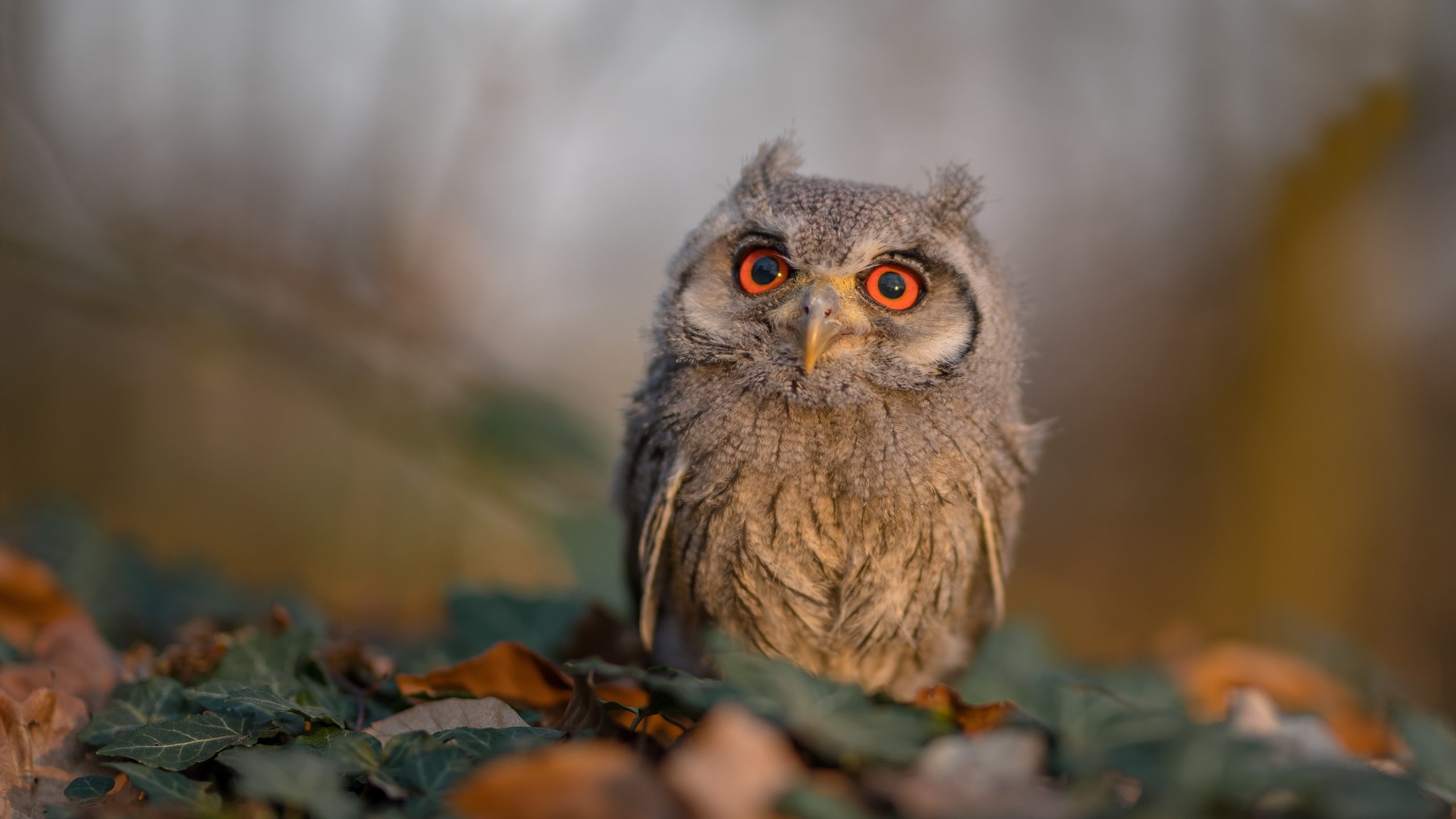 精彩绝伦的比赛中让球迷们尽享视觉盛宴,球赛很精彩