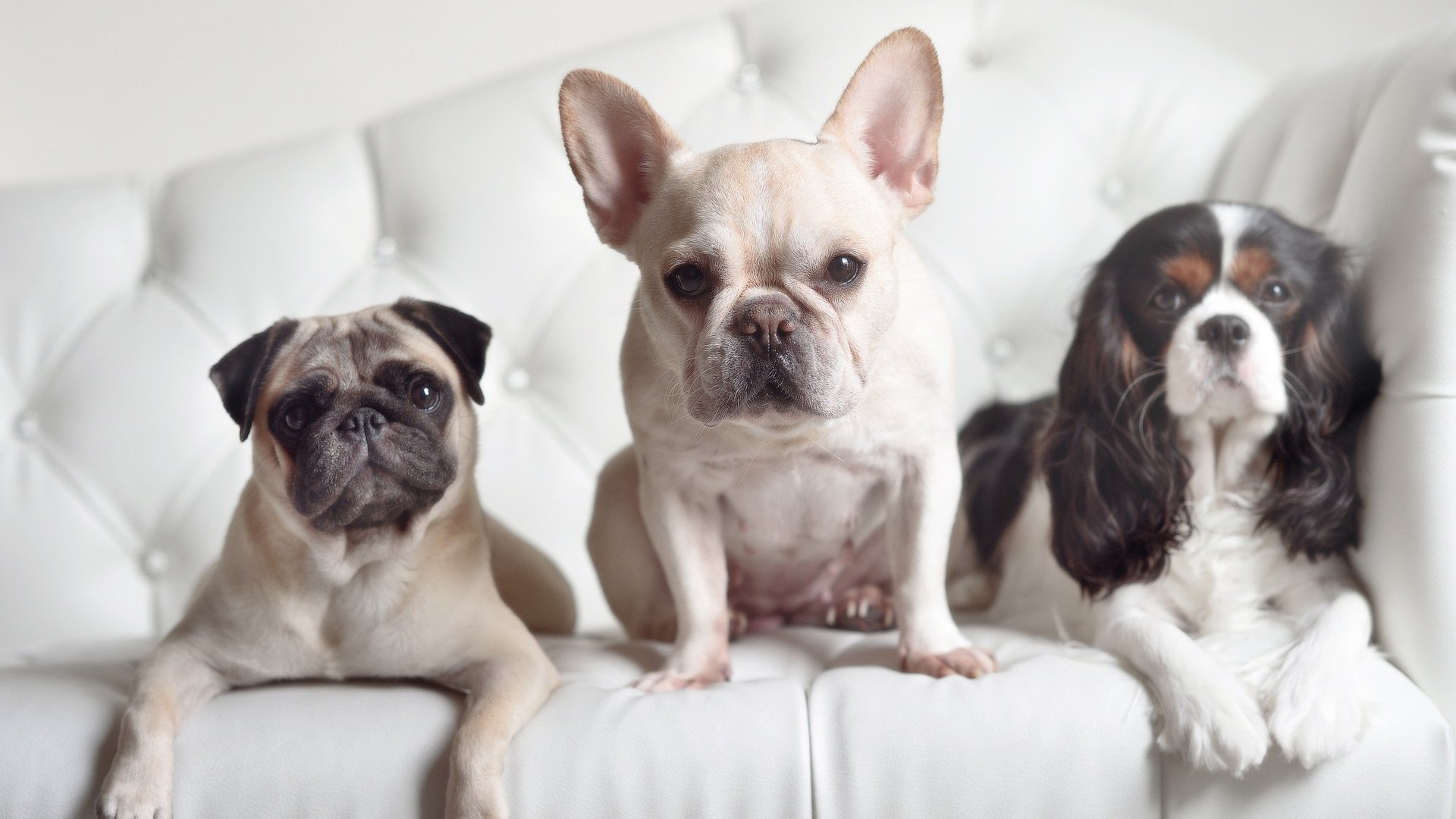 英超球队员工集体感染新冠，中超各队密切关注，英超受伤球员