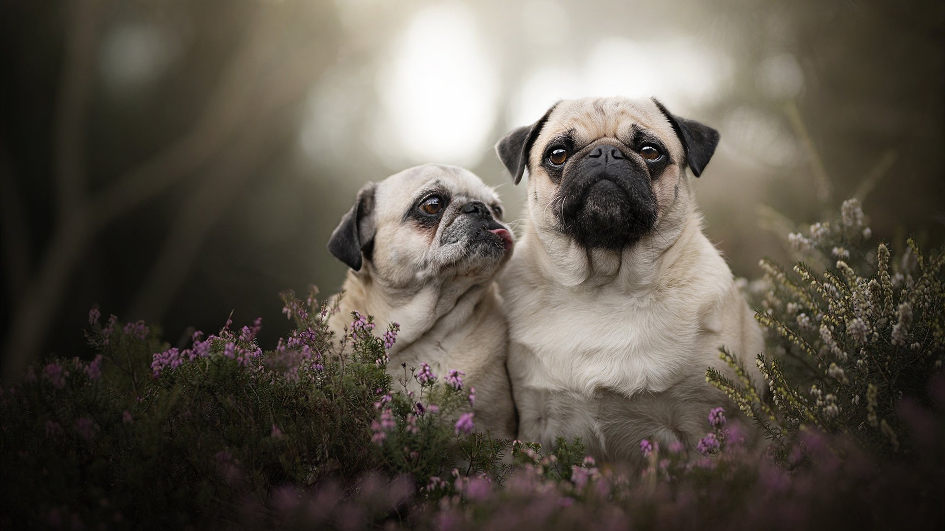 开云官方网页登录-贝尔法斯特爆冷夺胜显示实力，贝尔法斯特wiki