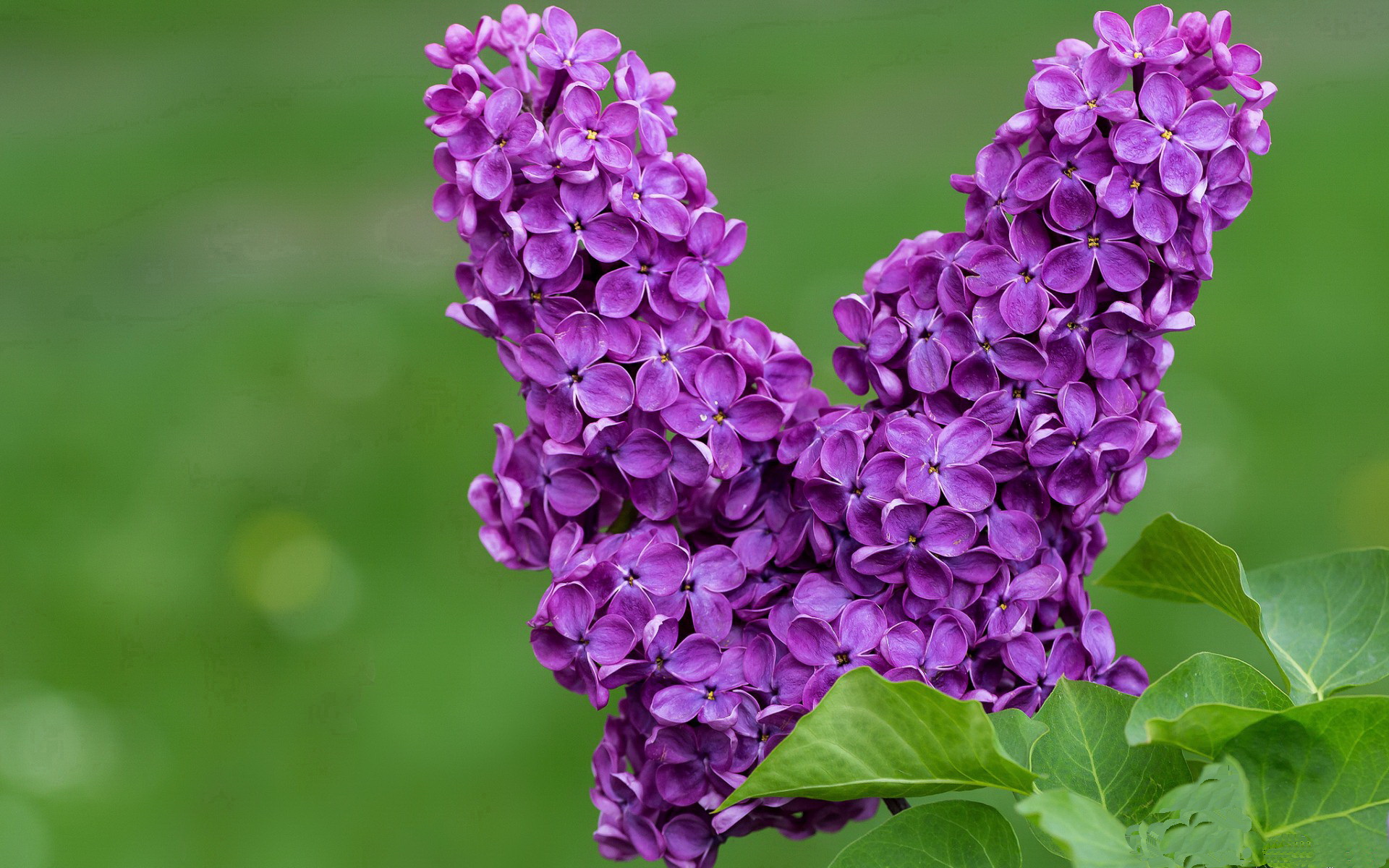 雄鹿反弹成功主场大胜对手,雄鹿再输