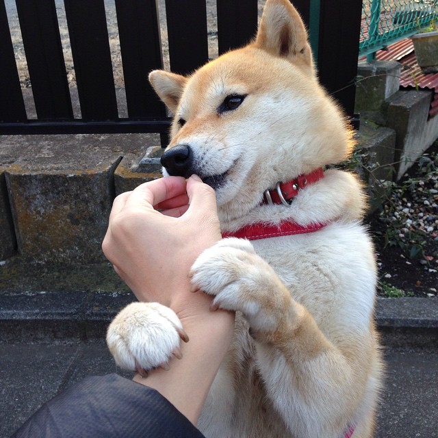 美选手配速更稳，中国选手节奏更强，美选手配速更稳,中国选手节奏更强吗