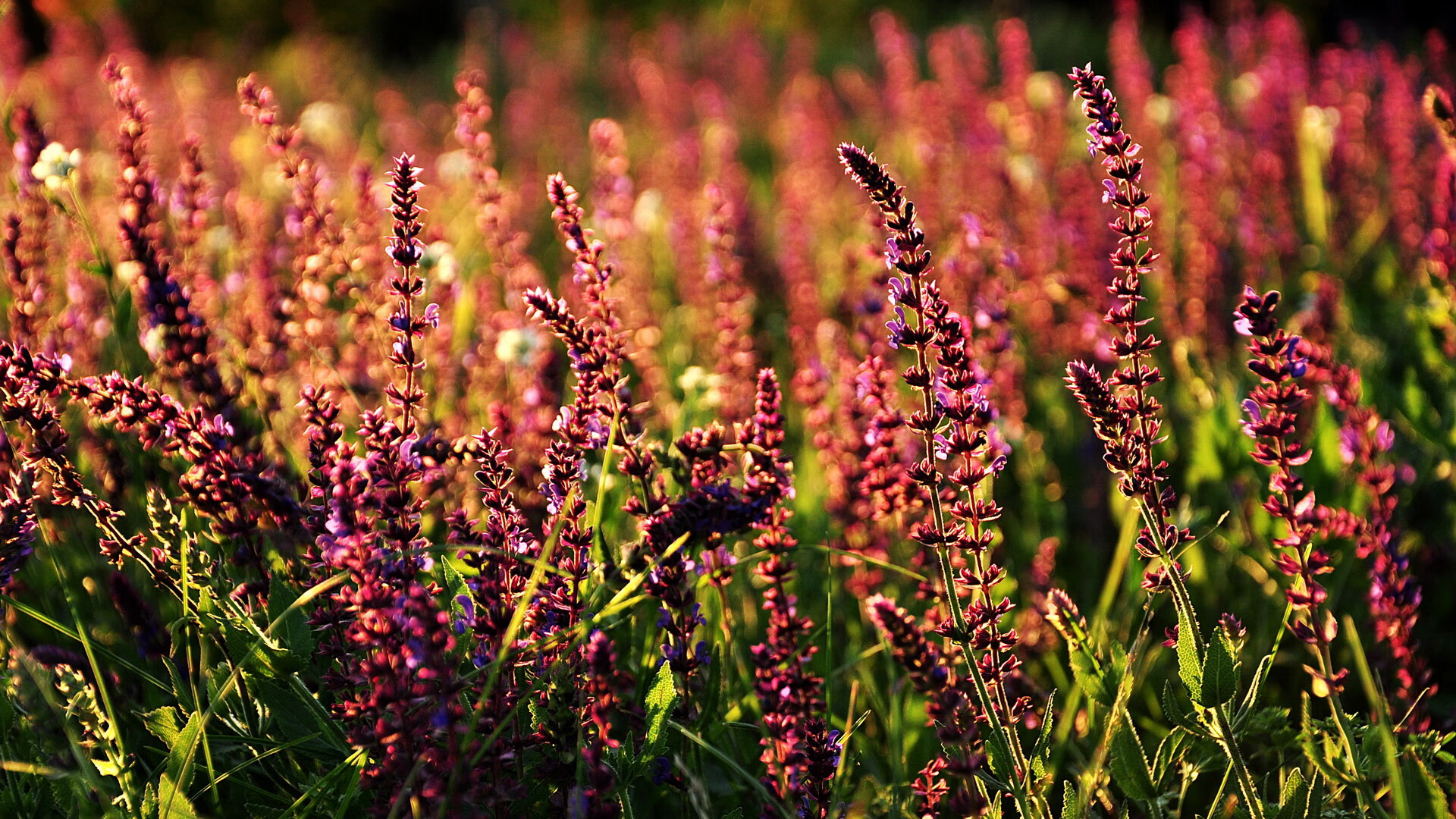开云·体育官网-世界杯赛事中的未来导向设计，世界杯赛事运作的各个阶段的主要工作