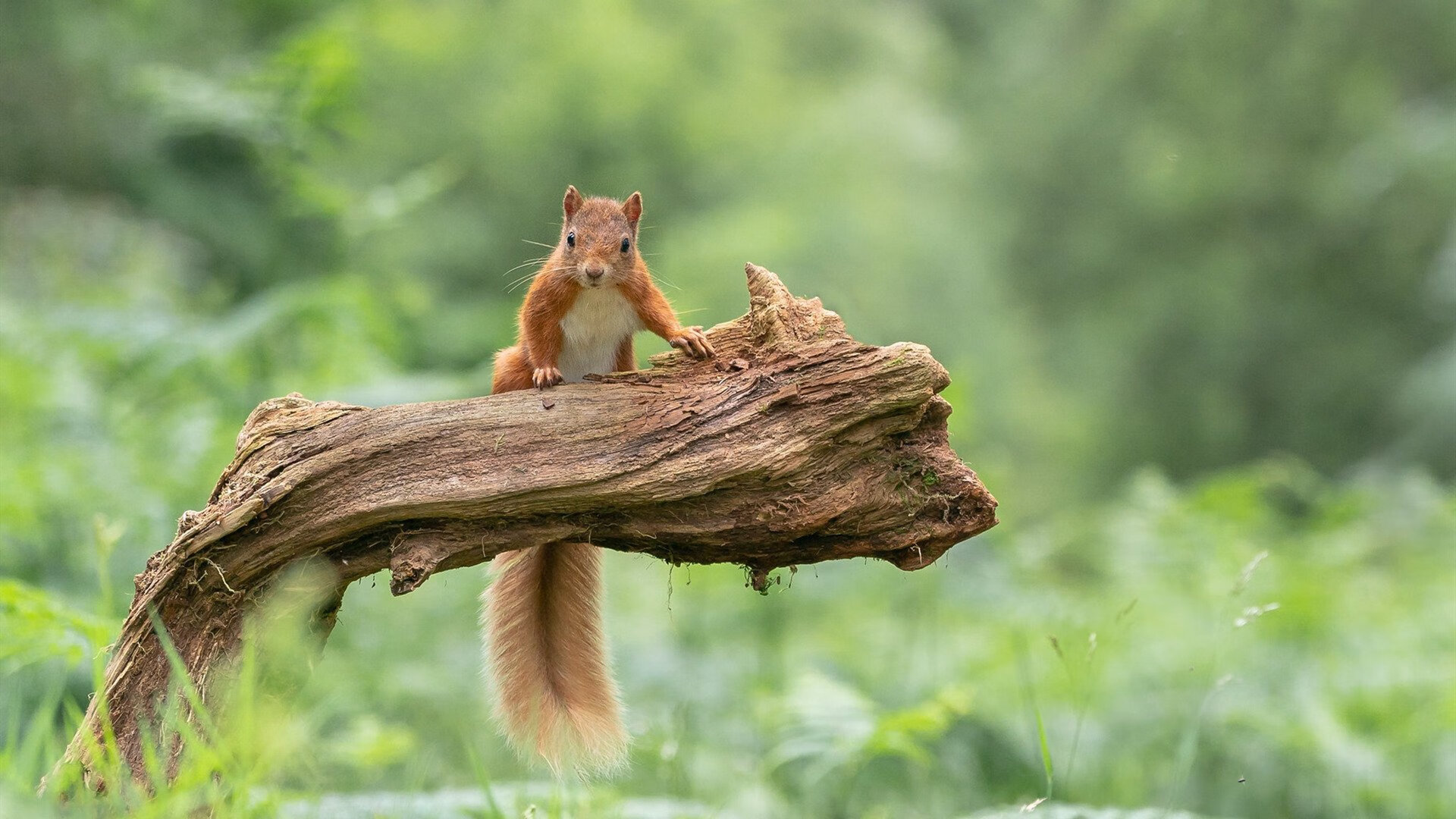 中学篮球推广篮球竞技礼仪规范培养良好风气,篮球赛推广
