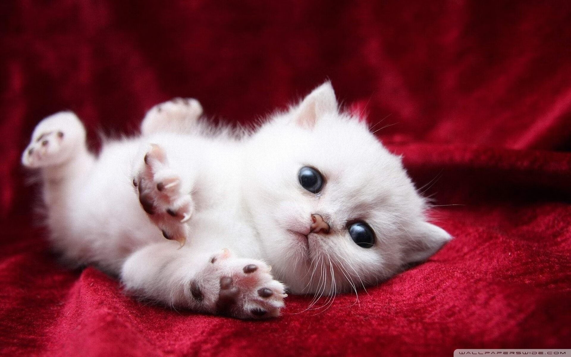 开云官方网页登录-英格兰女子橄榄球队迅速崛起吸引全球关注，英式橄榄球女运动员